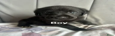 Labrador Retriever Puppy 1