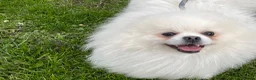 Pomeranian dogs for sale: White KC registered Male - Advert 5
