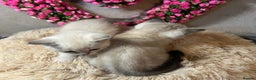 Mixed Breed cats for sale: 6 cute blue-eyed Ragdoll and BSH mix kittens  - Advert 10