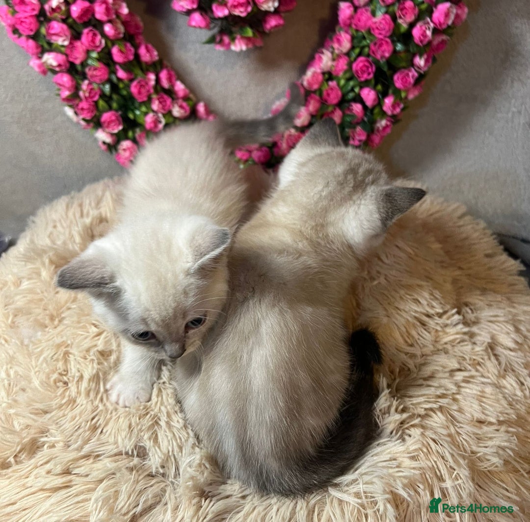 Mixed Breed cats for sale: 6 cute blue-eyed Ragdoll and BSH mix kittens  - Advert 10