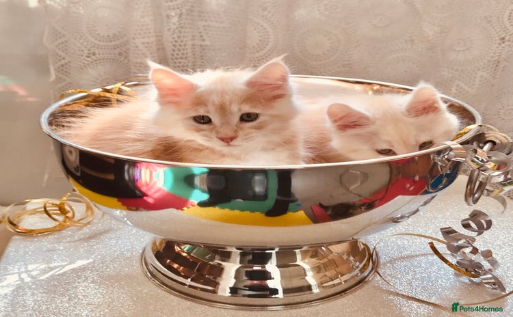 Maine Coon cats in Torquay - Advert 4