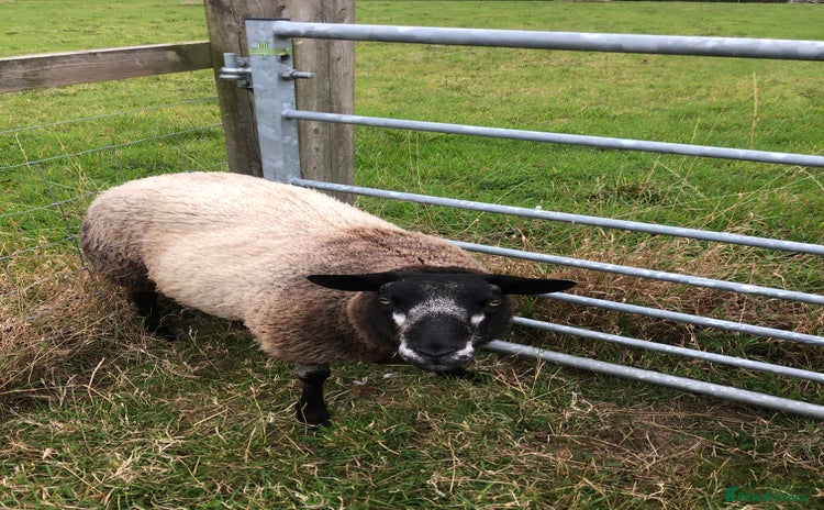 Sheep livestock - Advert 1