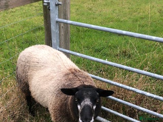 Sheep livestock - Advert 18