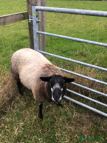 Sheep livestock - Advert 1