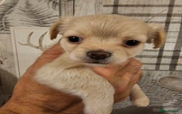 Chihuahua dogs for sale: Chihuahua  - Image 10