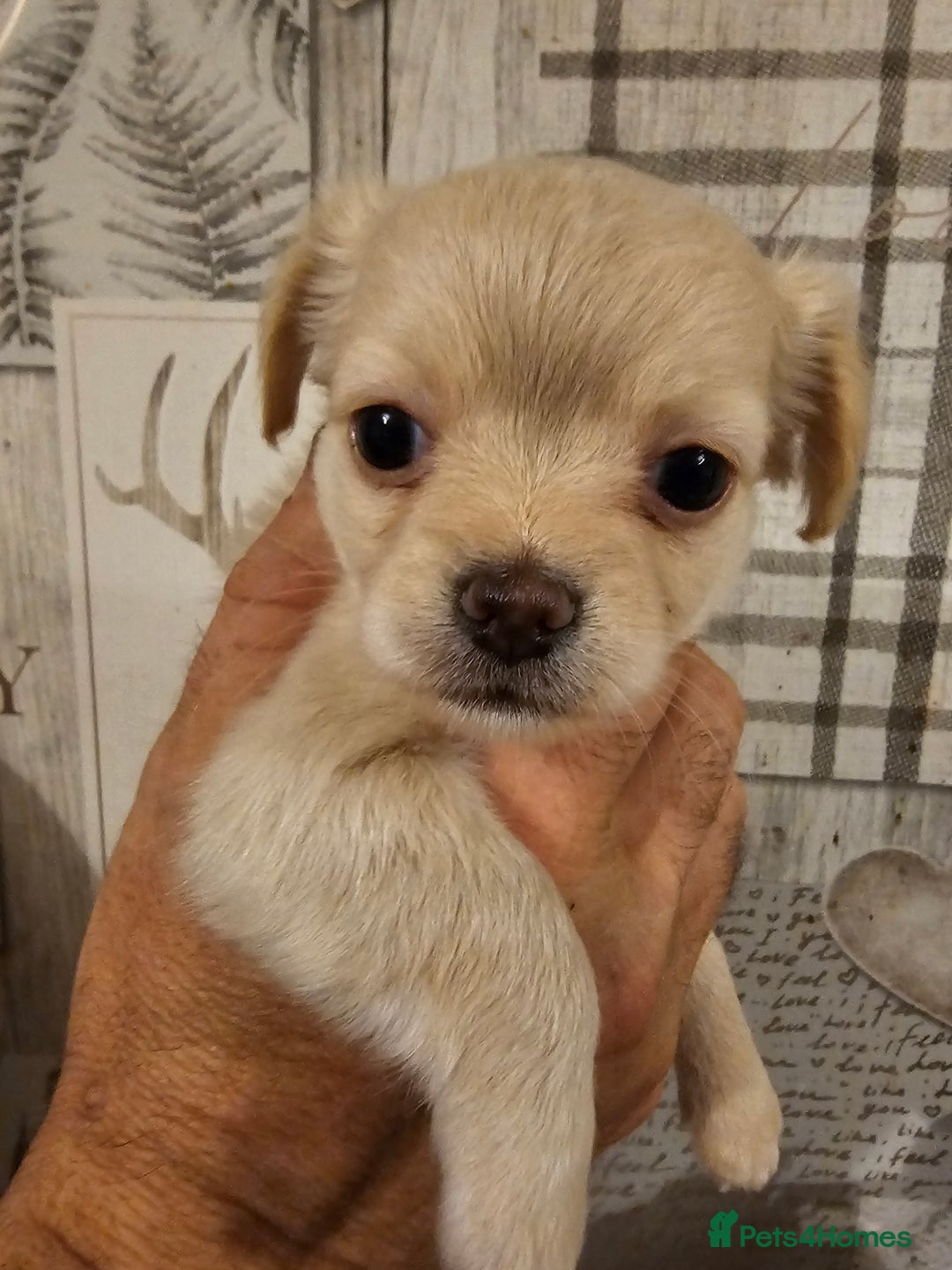 Chihuahua dogs for sale: Chihuahua  - Image 10
