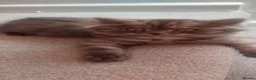 British Longhair cats for sale: Male british longhair - Advert 3