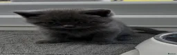 British Shorthair cats for sale: 4 Gorgeous BSH Kittens are ready - Advert 12