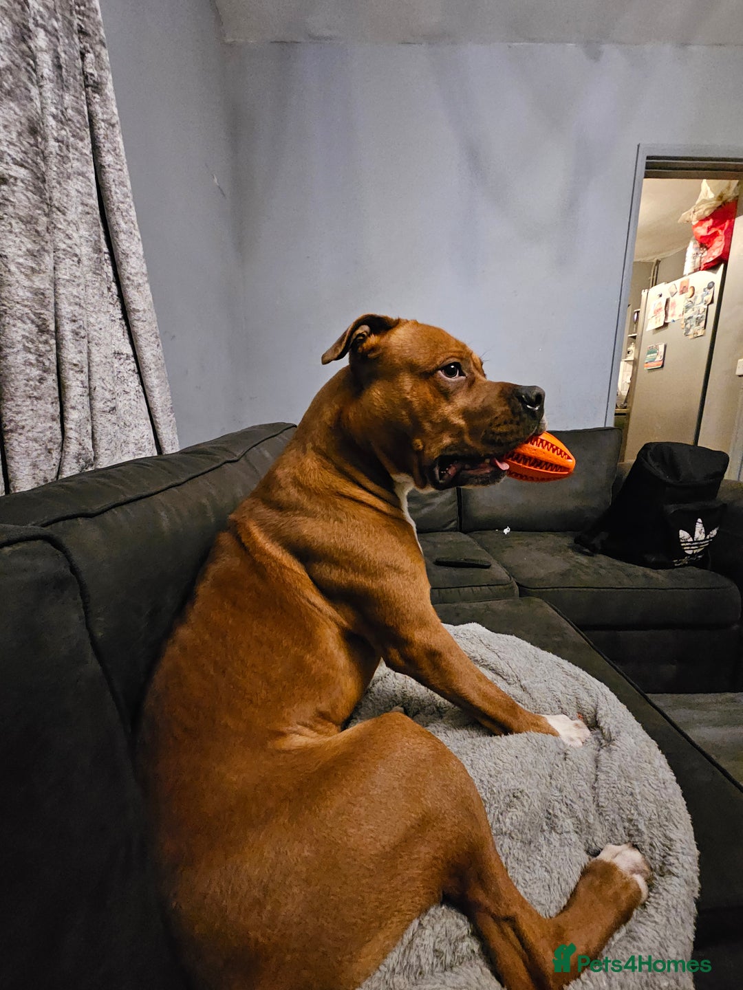 Mixed Breed dogs for sale: Male Staffy  ** tiff x Ridgeback 1 year old - Advert 3