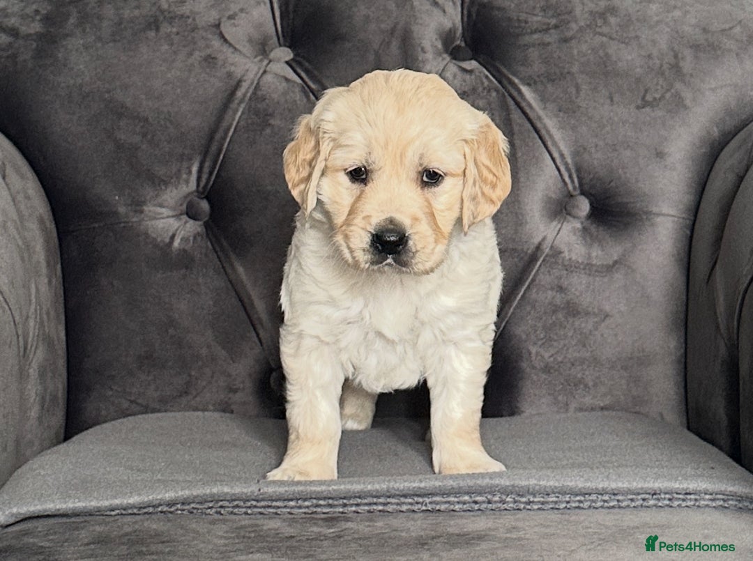 Golden Retriever dogs for sale: Beautiful golden retriever puppies for sale  - Image 18