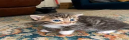Ragdoll cats for sale: Ragdoll Kittens  - Advert 1