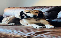 Saluki dogs for sale: Beautiful Saluki  - Image 18