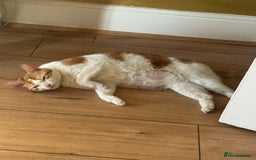 Domestic Shorthair cats for sale: Heartbreakingly a marriage breakup forces rehome - Image 24