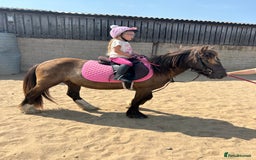 Irish Cob horses for sale: Very soft boy  - Image 4