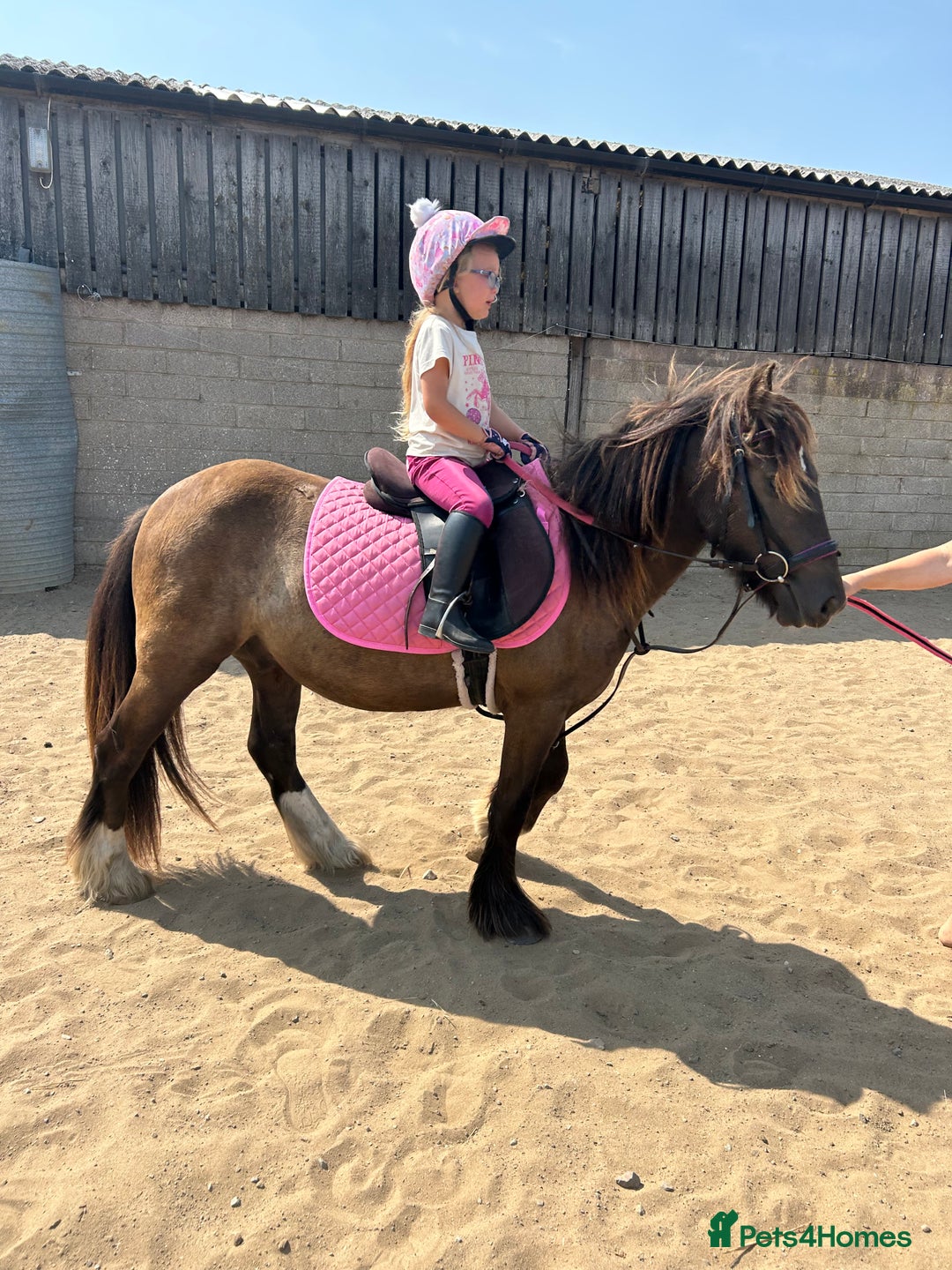 Irish Cob horses for sale: Very soft boy  - Image 4