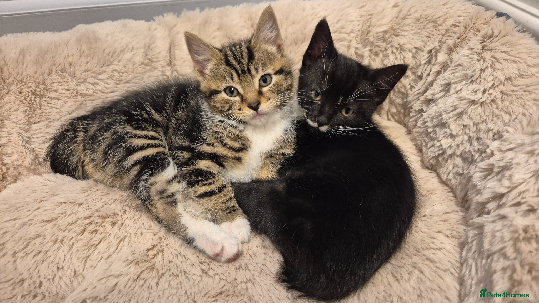 Mixed Breed cats 2 lovely kittens - Advert 1