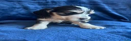Cocker Spaniel dogs for sale: Show type KC reg health tested. Boys available  - Advert 9