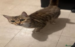 Domestic Shorthair cats for sale: 3 year old girl looking for forever home - Image 2