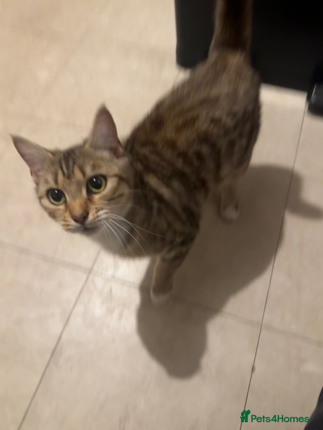 Domestic Shorthair cats for sale: 3 year old girl looking for forever home - Image 2