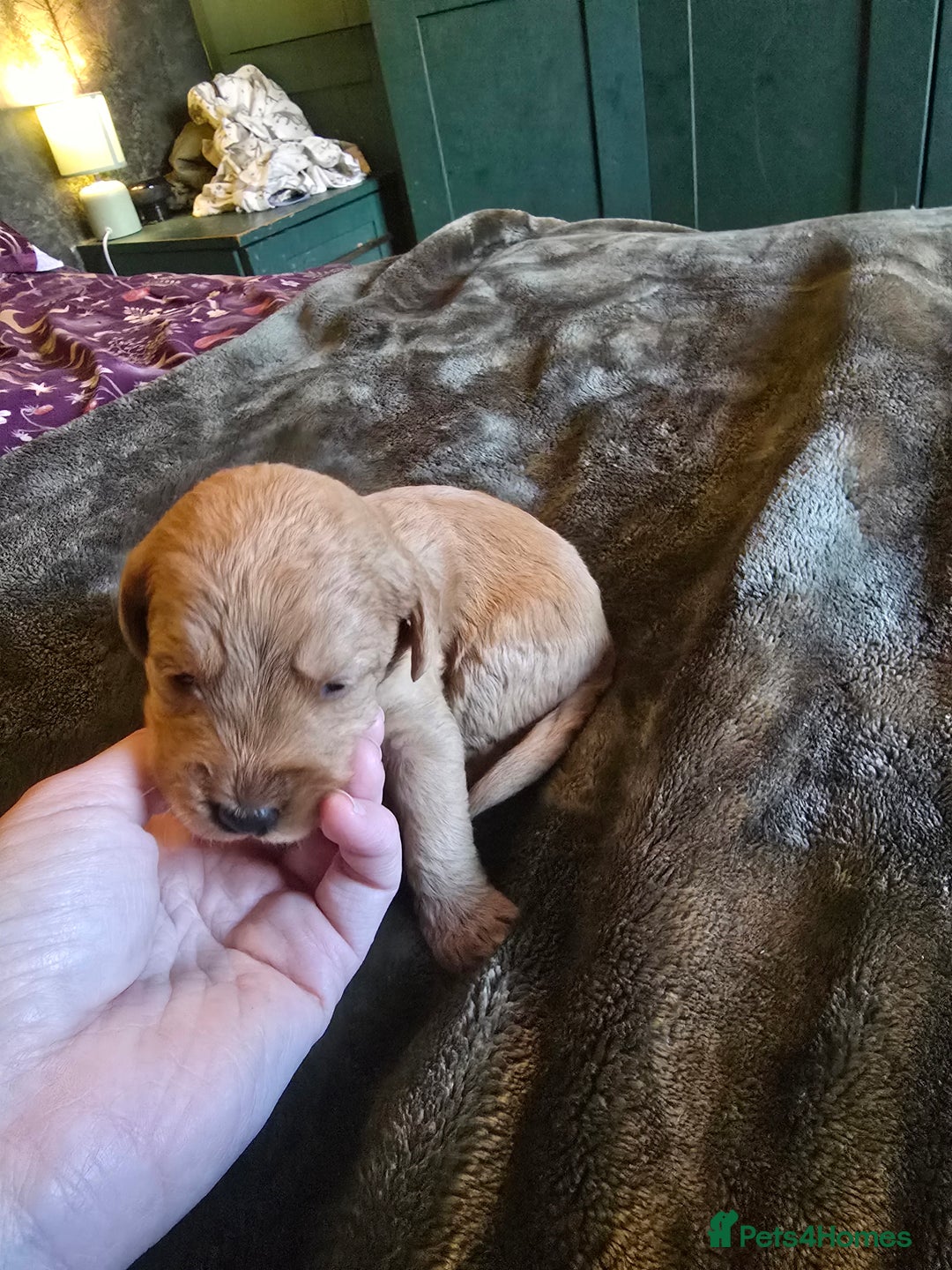 Labradoodle dogs for sale: Ready to go! gorgeous Teddy-Labradoodles - Advert 23