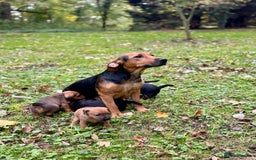 Mixed Breed dogs for sale: 🖤 BOLD Patterdale X  puppies 🖤 - Image 1