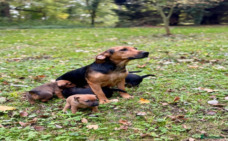 Mixed Breed dogs - Advert 1