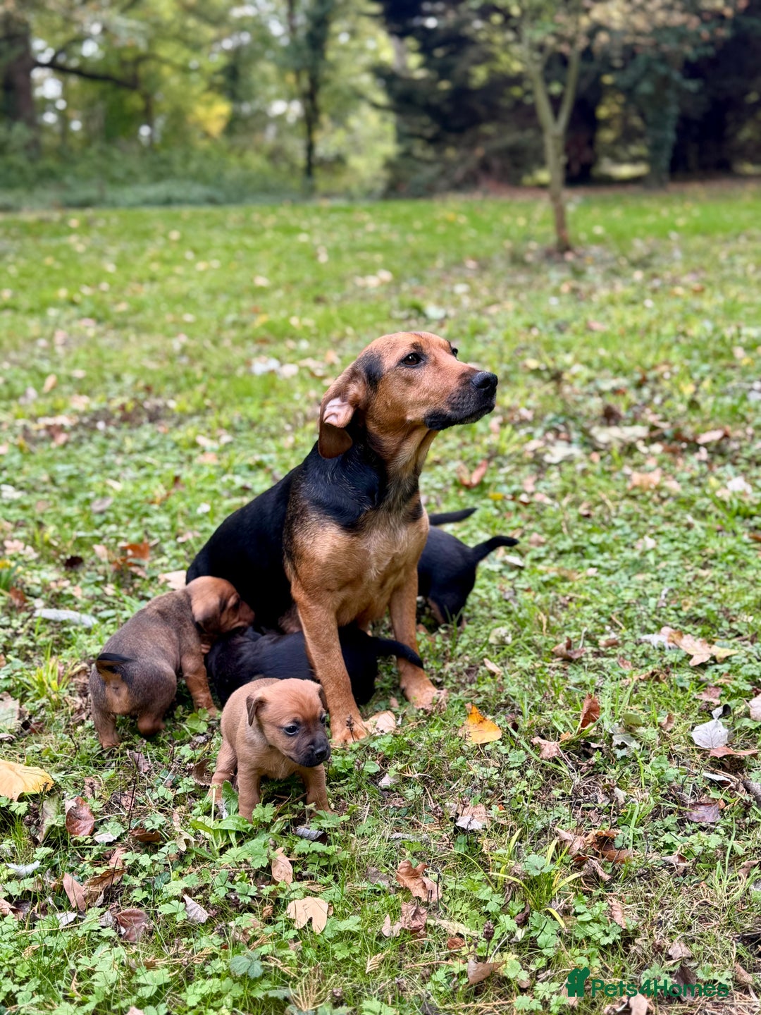 Mixed Breed dogs for sale: 🖤 BOLD Patterdale X  puppies 🖤 - Image 1