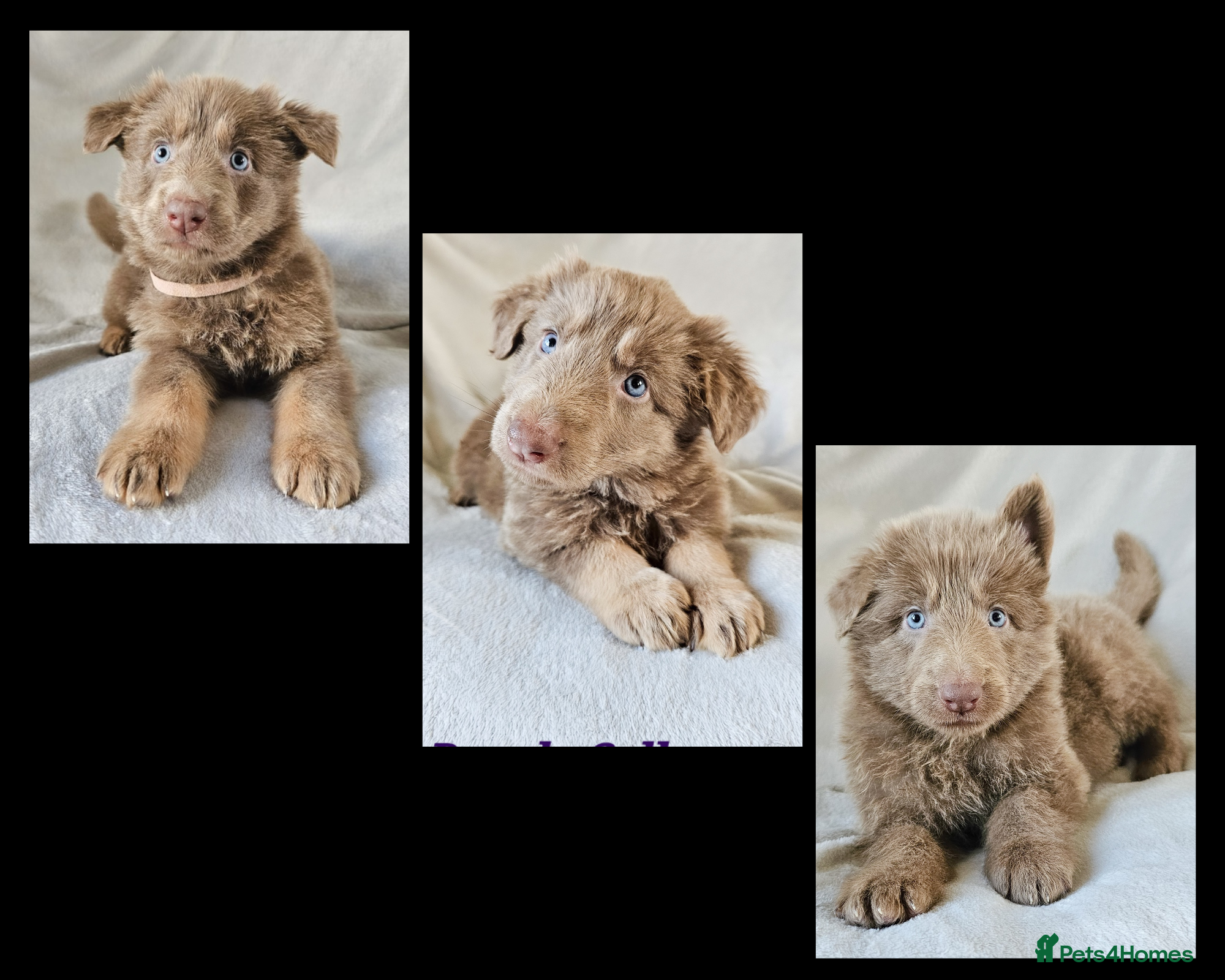 German Shepherd dogs 💠3 stunning isabella KC reg straight back GSP's💠 - Advert 4