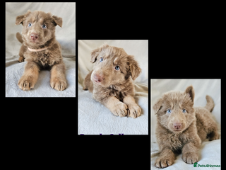 German Shepherd dogs 💠3 stunning isabella KC reg straight back GSP's💠 - Advert 10