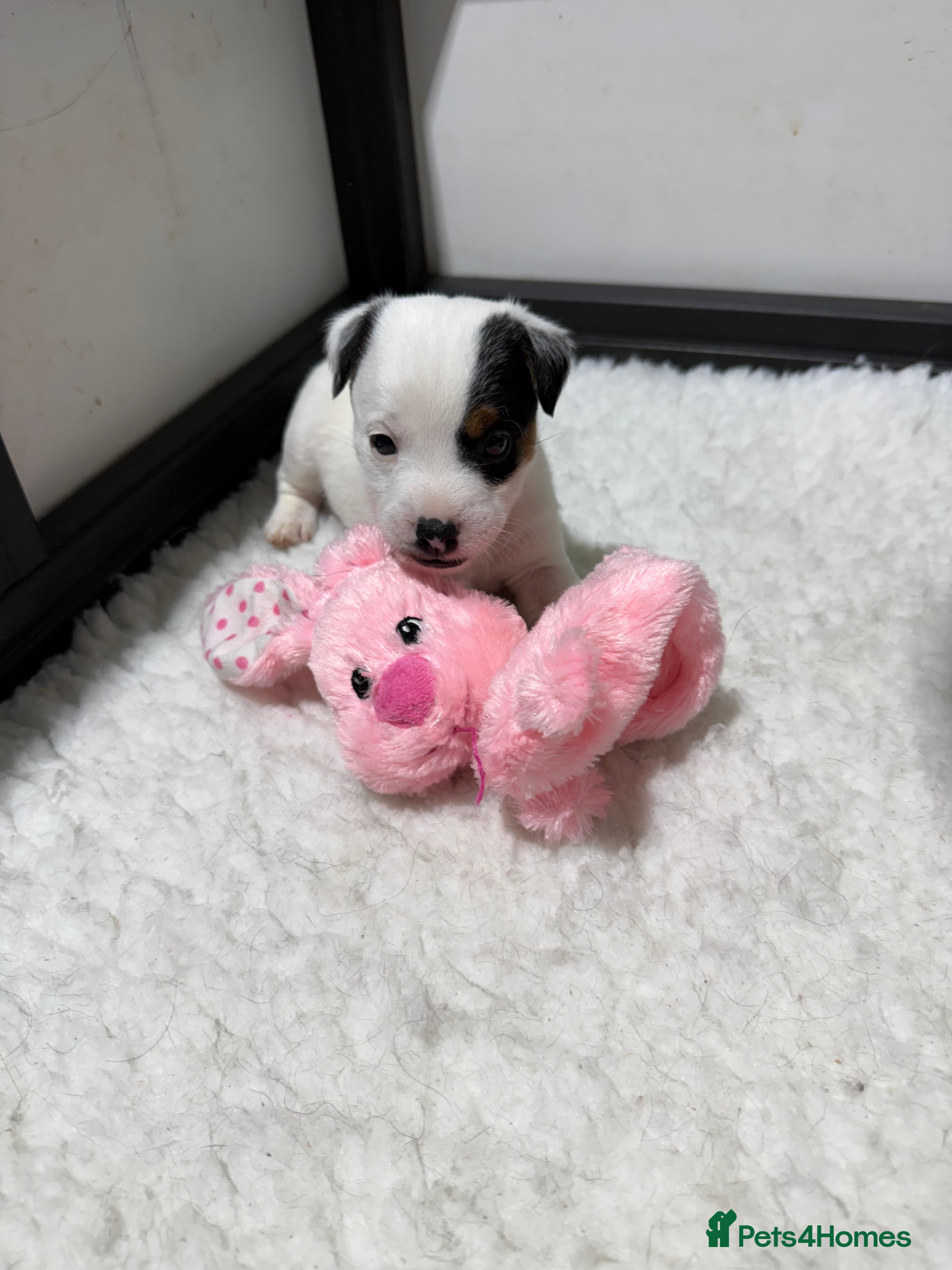 Jack Russell dogs Jack Russell Puppies - Advert 9