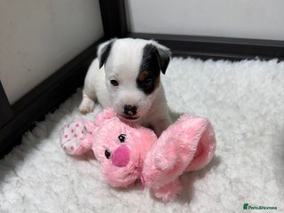 Jack Russell dogs Jack Russell Puppies - Advert 9