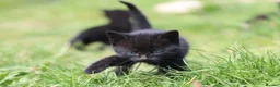 Mixed Breed cats for sale: Playful kittens  - Advert 4