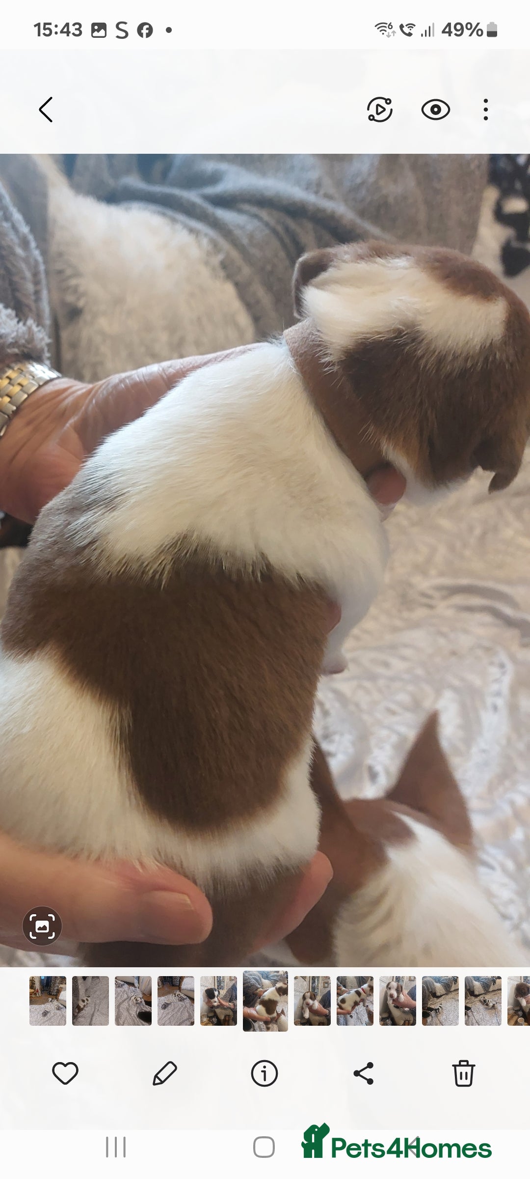 Jack Russell dogs for sale: Truly Superb  Russels - Advert 7