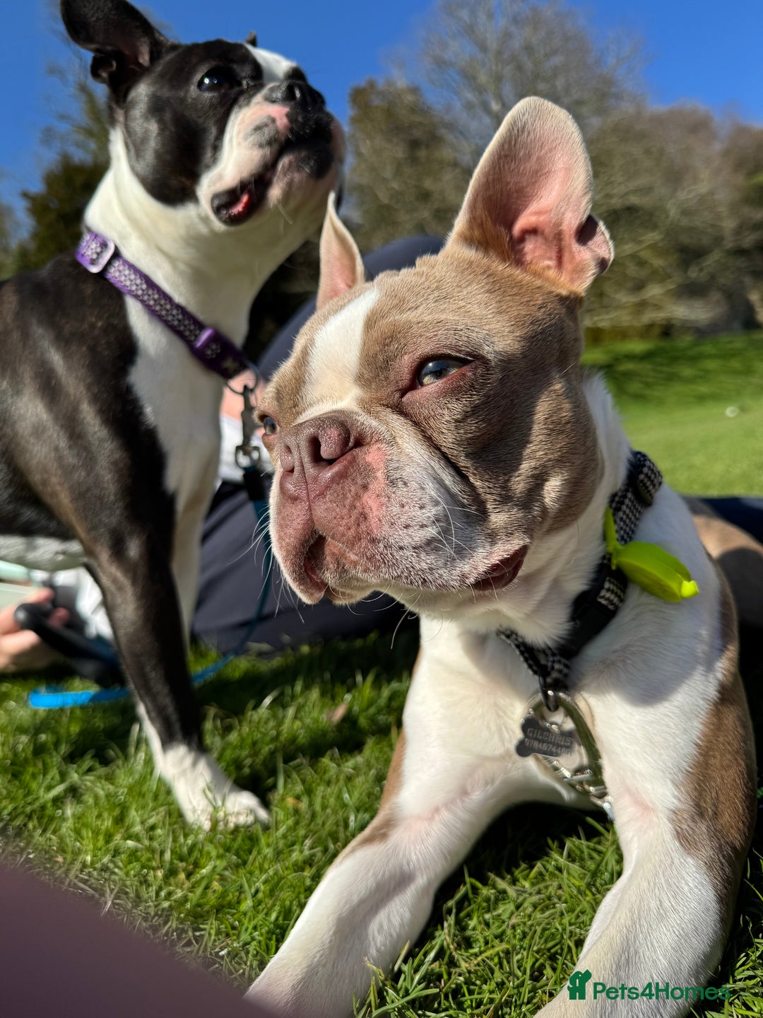Boston Terrier dogs for sale: Beautiful Boston Terrier Puppies for Loving Homes - Image 27