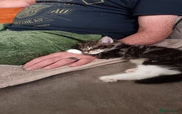 Mixed Breed cats for sale: Maine-coon / Ragdoll Kittens  - Image 18