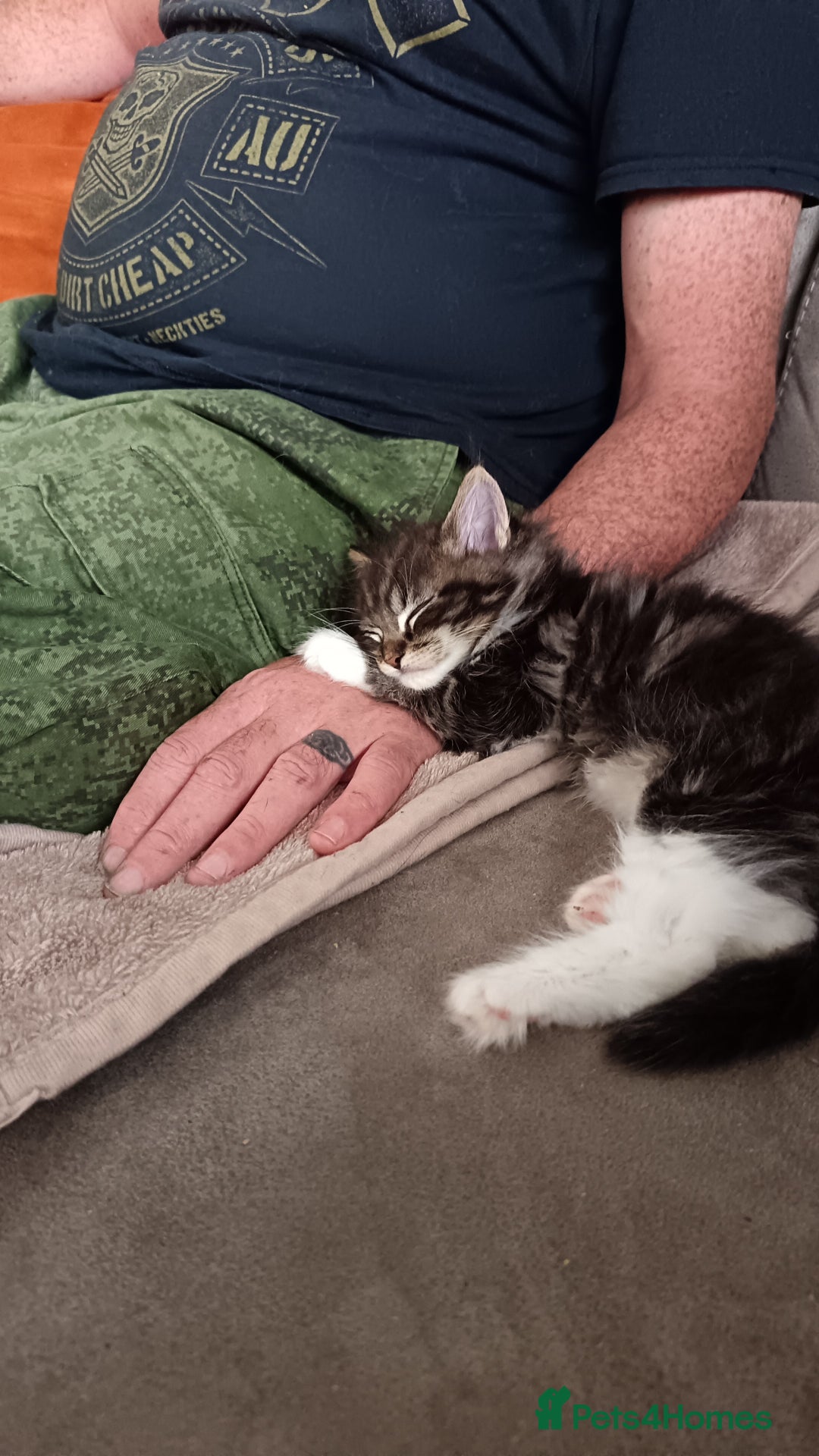 Mixed Breed cats for sale: Maine-coon / Ragdoll Kittens  - Image 18