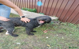 Mixed Breed dogs for sale: Handsome Hero 😍🐾 - Image 6