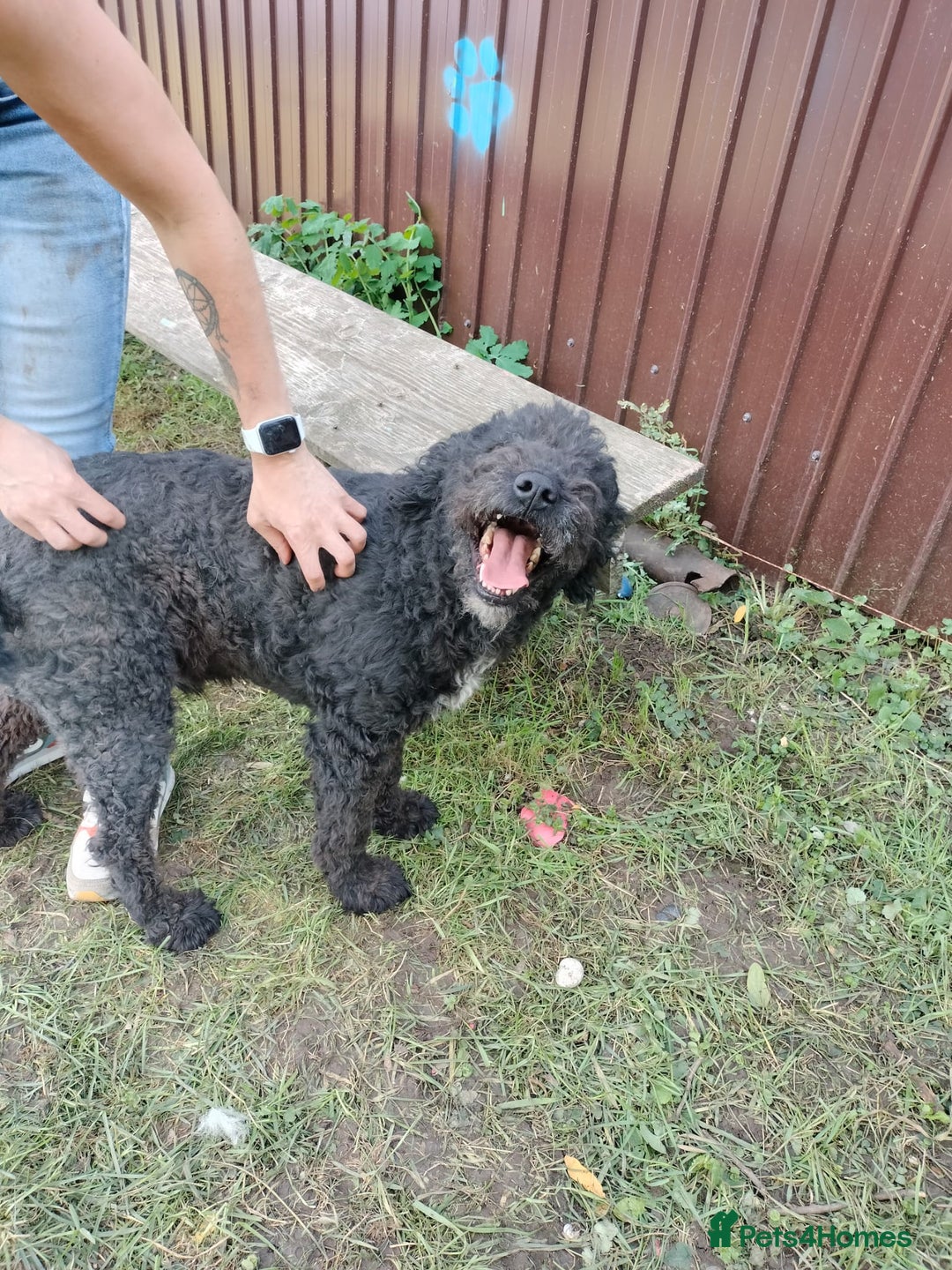 Mixed Breed dogs for sale: Handsome Hero 😍🐾 - Image 6