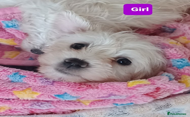 Bichon Frise dogs - Advert 3
