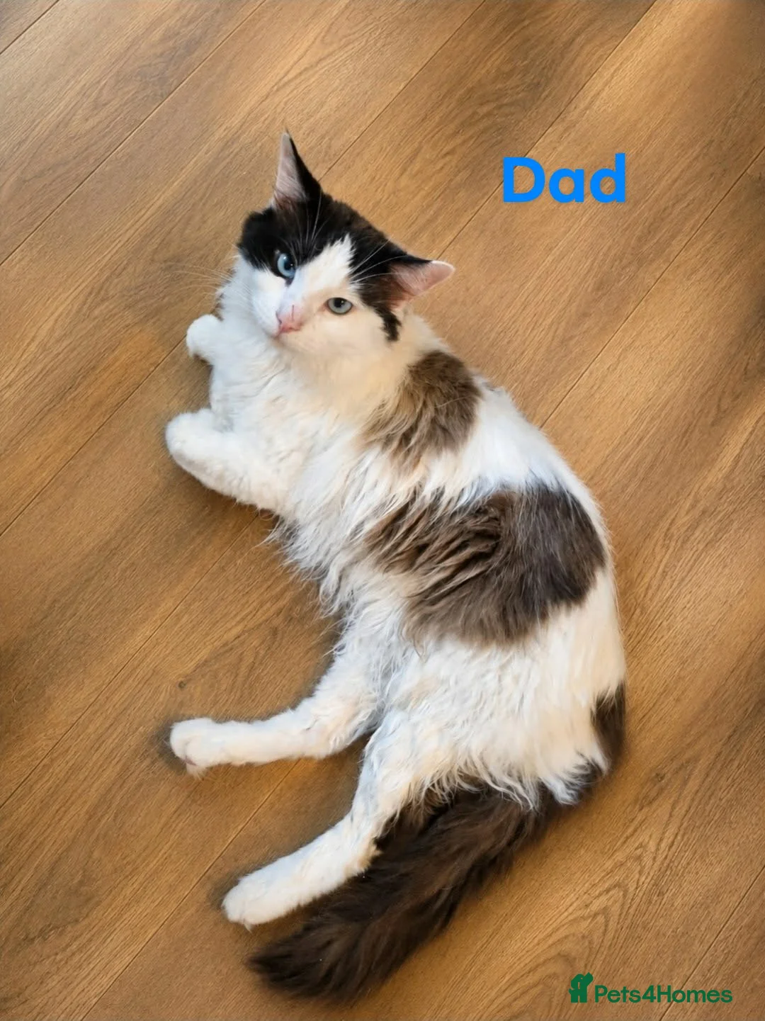 Ragdoll cats for sale: Bicolour ragdoll kittens  - Advert 10