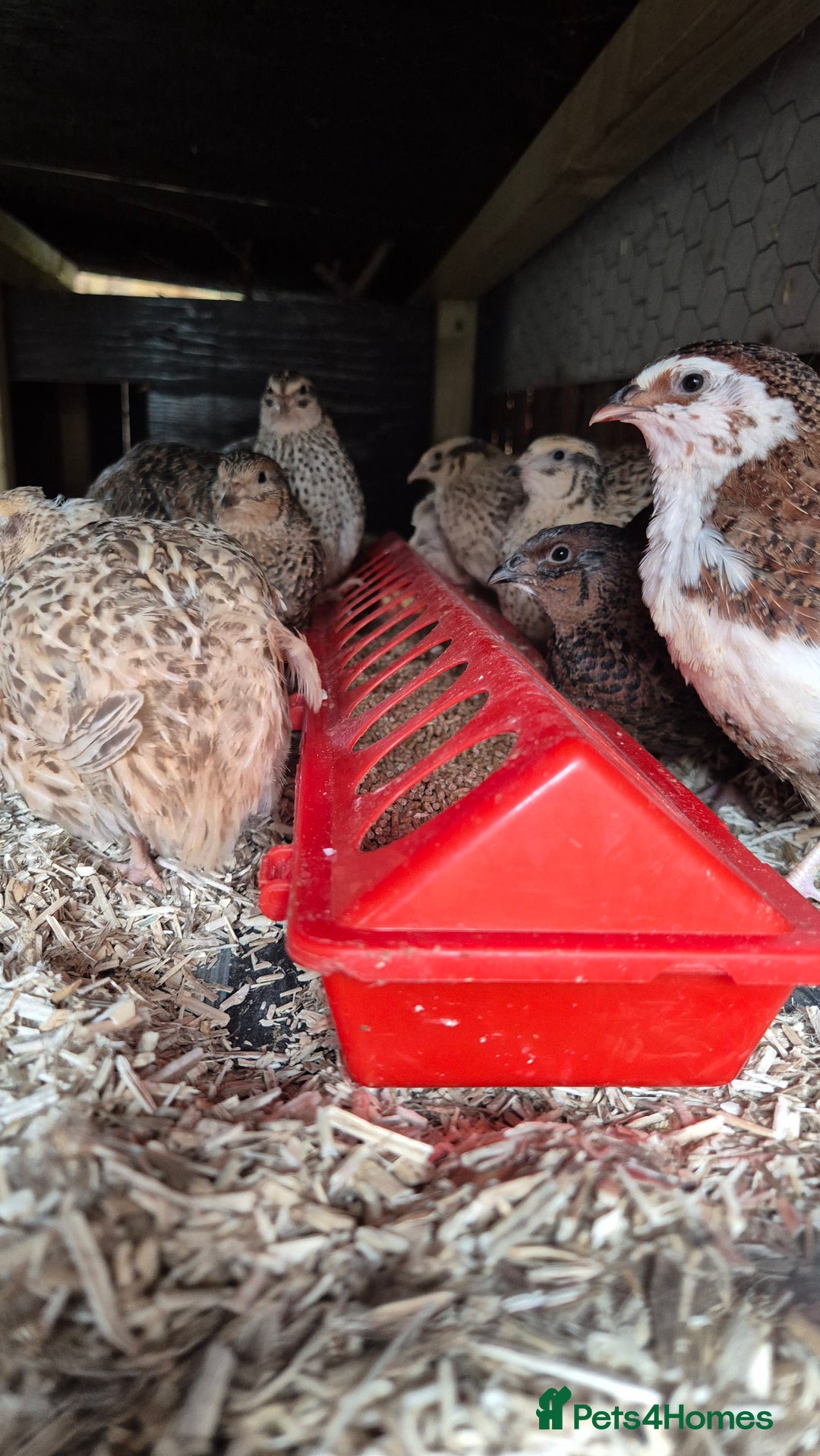 Chickens poultry for sale: Day old Silkies and quail chicks - Image 15