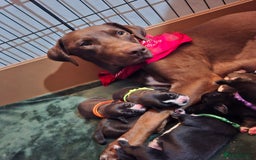 Mixed Breed dogs for sale: Lab/ staffys - Image 9