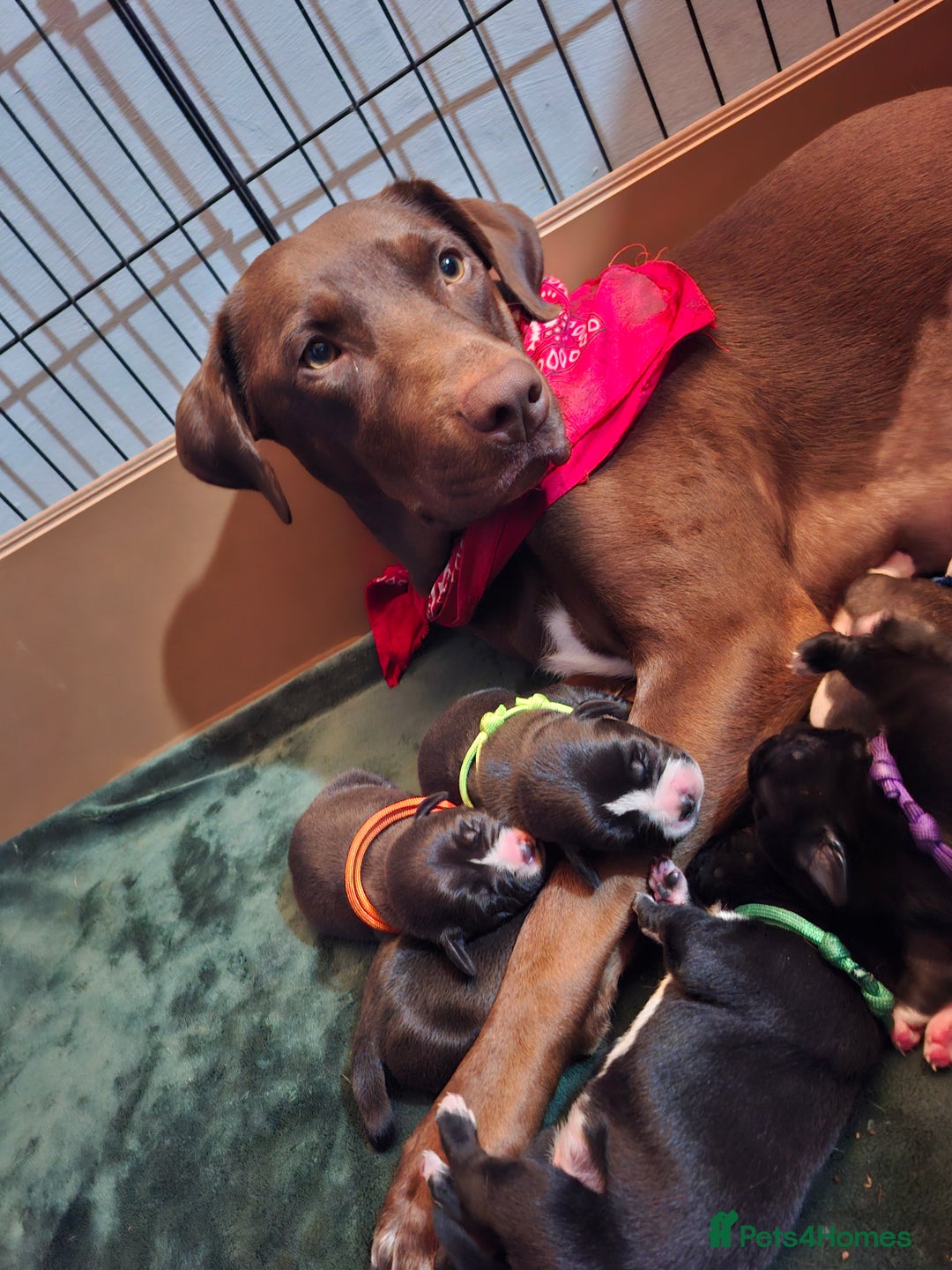 Mixed Breed dogs for sale: Lab/ staffys - Image 9