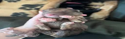 German Shepherd dogs for sale: German Shepherd Puppies in Selby - Advert 4