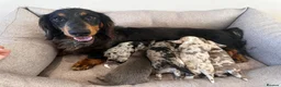 Miniature Dachshund dogs for sale: Beautiful Miniatures  in Edinburgh - Advert 6