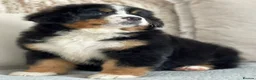 Bernese Mountain Dog dogs for sale: Health Tested Beautiful BMD Puppies in Solihull - Advert 3