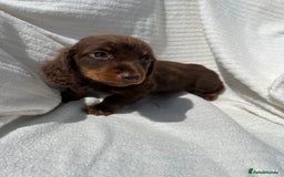 Miniature Dachshund dogs for sale: Beautiful long hair dachshund  in Stourport-on-Severn - Image 5