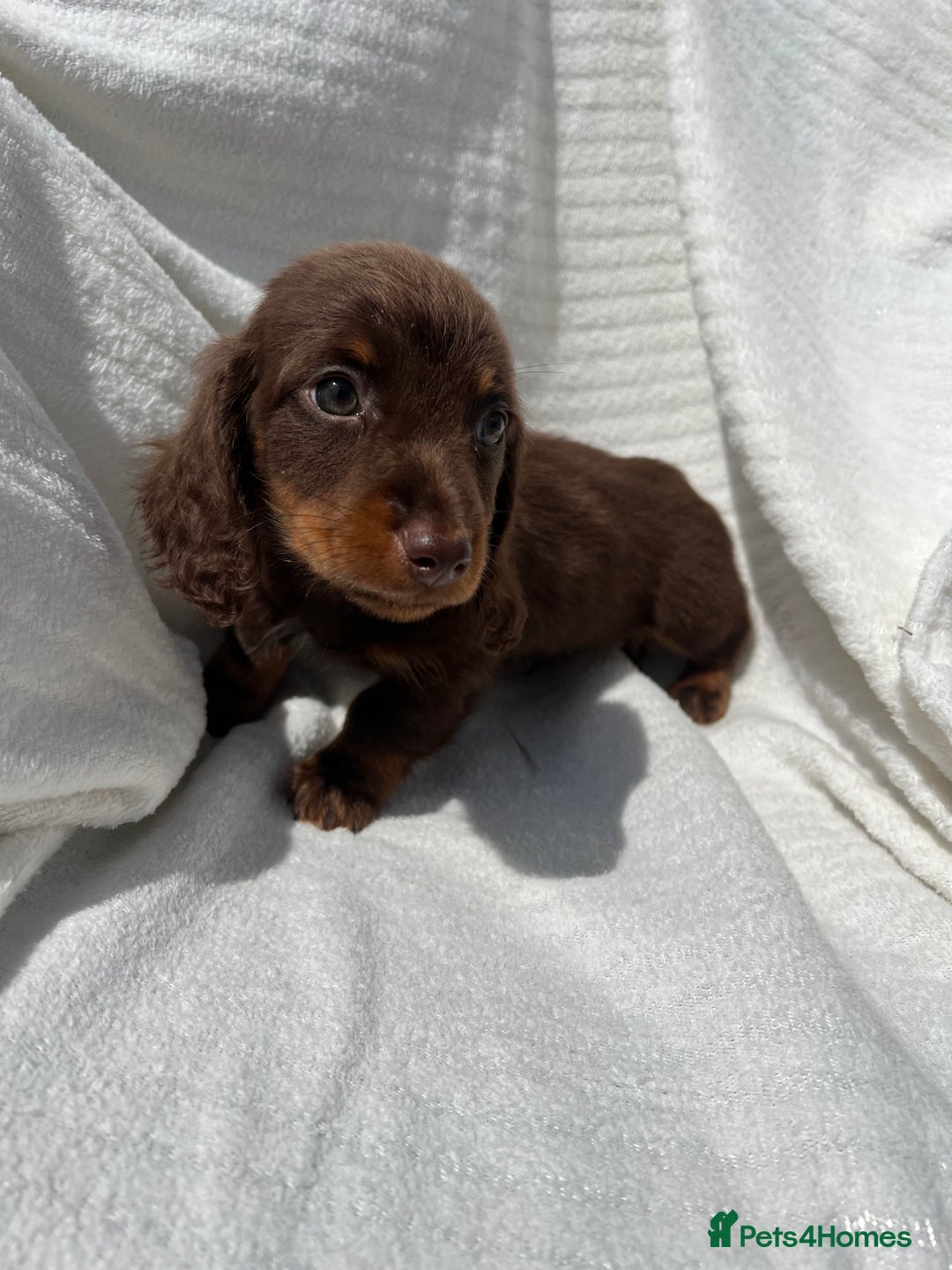 Miniature Dachshund dogs for sale: Beautiful long hair dachshund  in Stourport-on-Severn - Image 5
