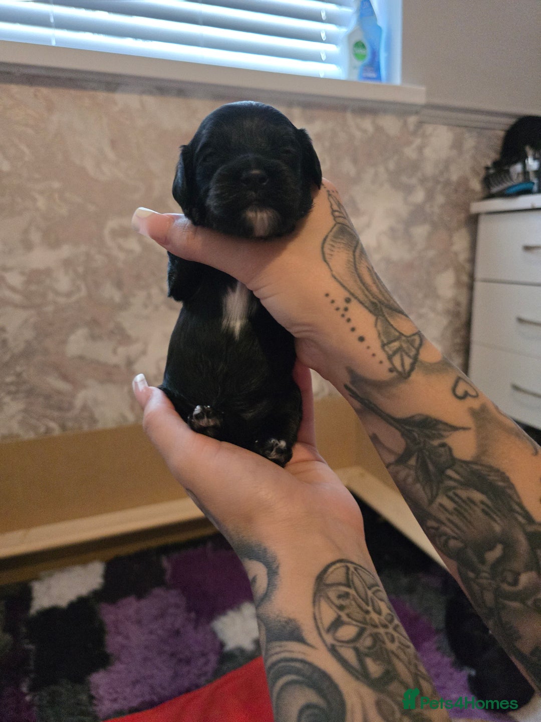 Cockapoo dogs for sale: Stunning American Cockapoos  - Image 11