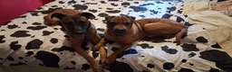 Mixed Breed dogs for sale: Malinois X Shar Pei 20 months old - Advert 1